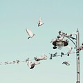 Wild and Free - Nature Bird Photography